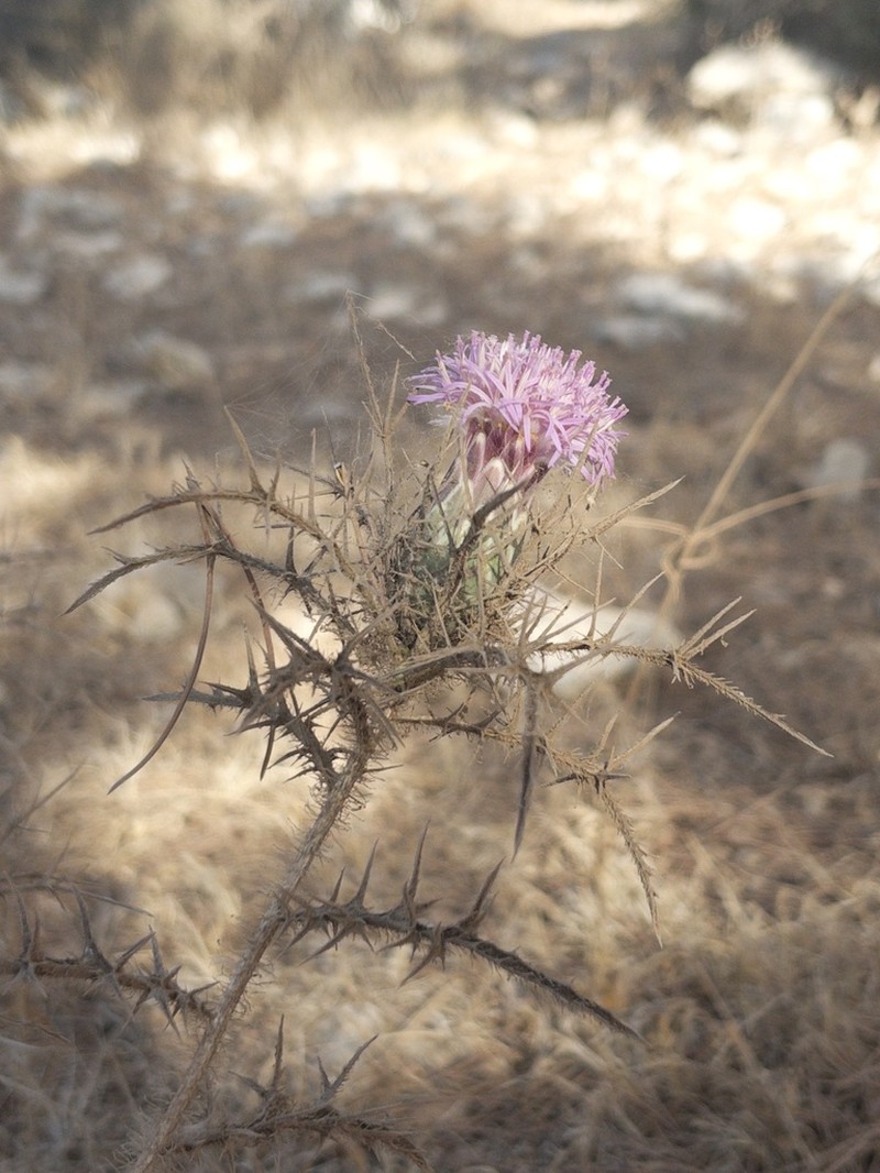 Chamaeleon comosus photo 7