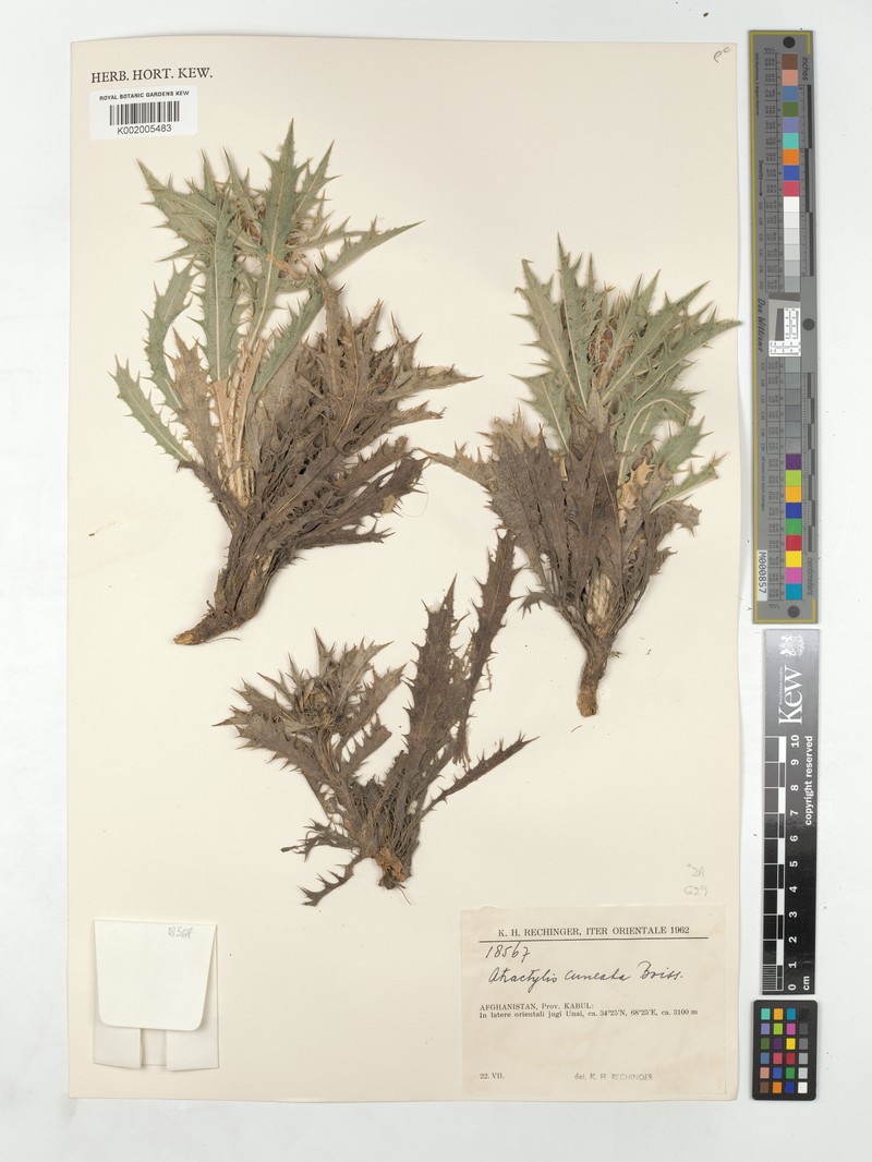 Chamaeleon cuneatus
