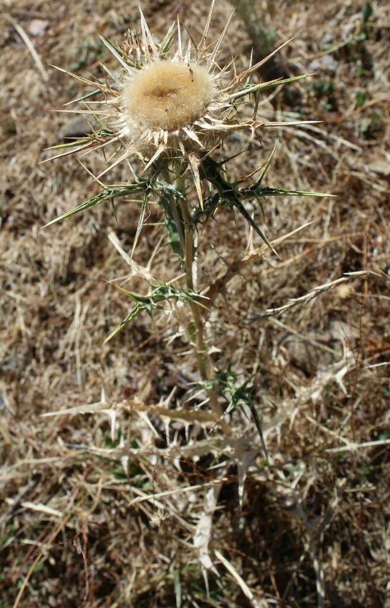 Chamaeleon macrocephalus photo 5