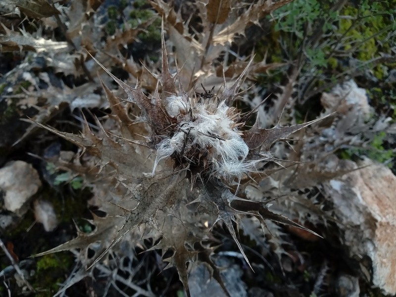 Chamaeleon macrophyllus