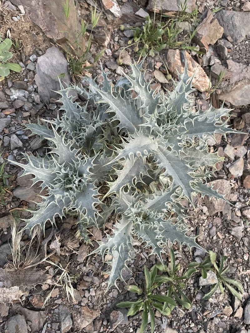 Chamaeleon macrophyllus photo 3