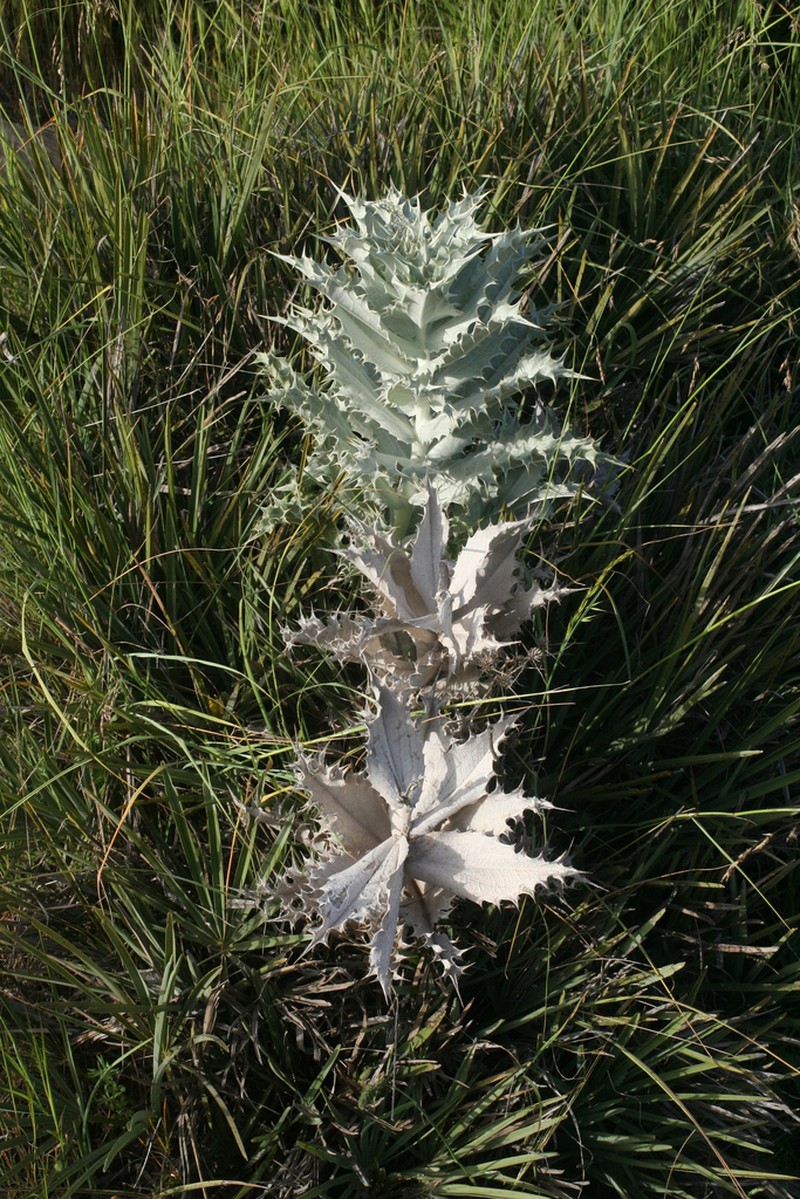 Chamaeleon macrophyllus photo 5