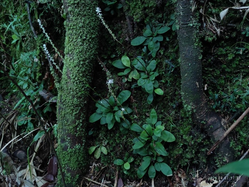 Chamaelirium chinense