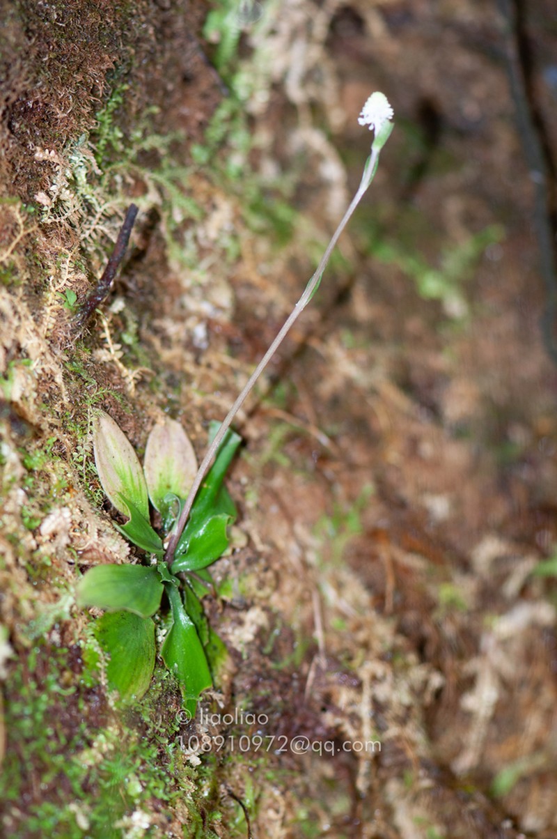 Chamaelirium chinense photo 3