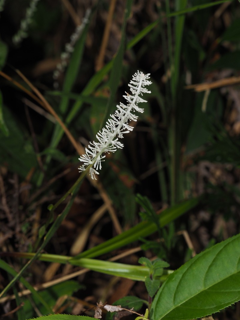 Chamaelirium chinense photo 4