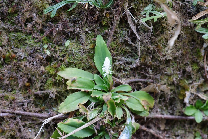 Chamaelirium chinense photo 6