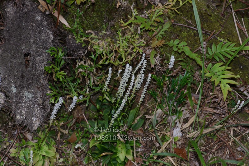 Chamaelirium chinense photo 8