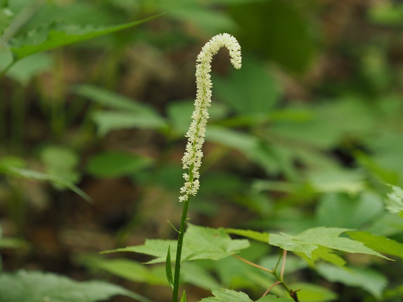 Fairywand
