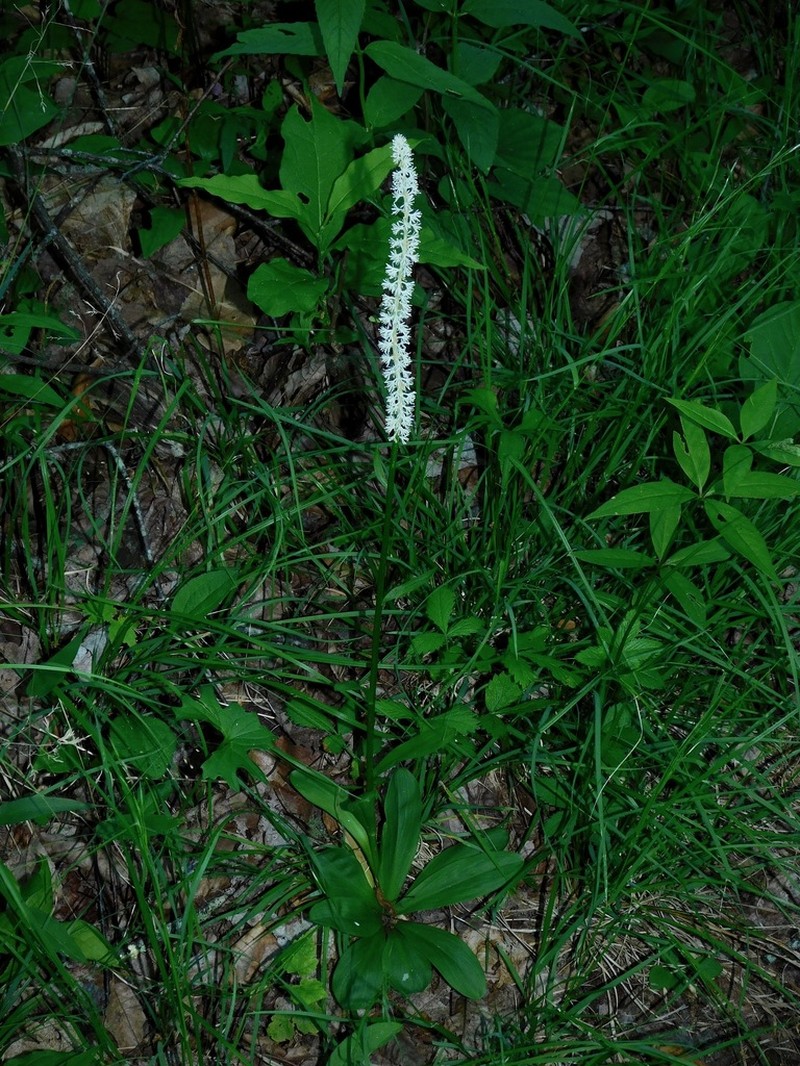 Fairywand photo 2