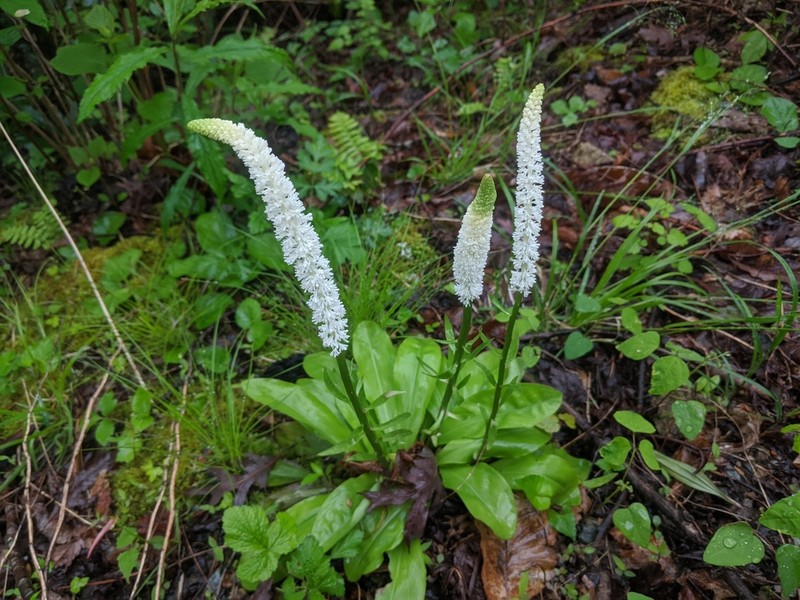 Fairywand photo 5