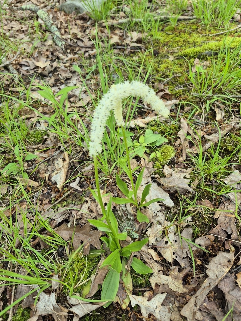 Fairywand photo 6