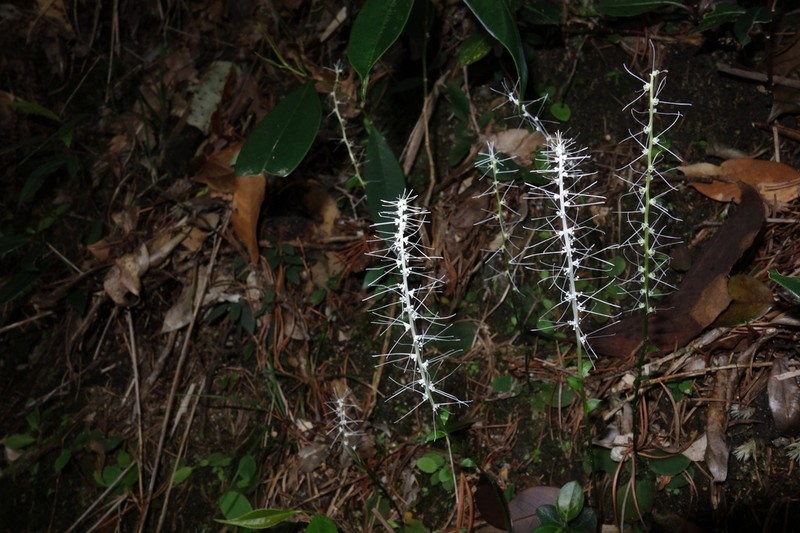 Chamaelirium nanlingense