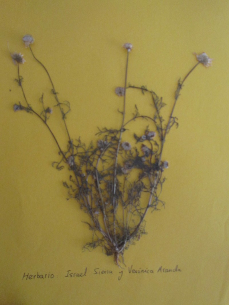 Chamaemelum fuscatum photo 2