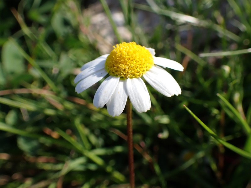 Chamaemelum fuscatum photo 3