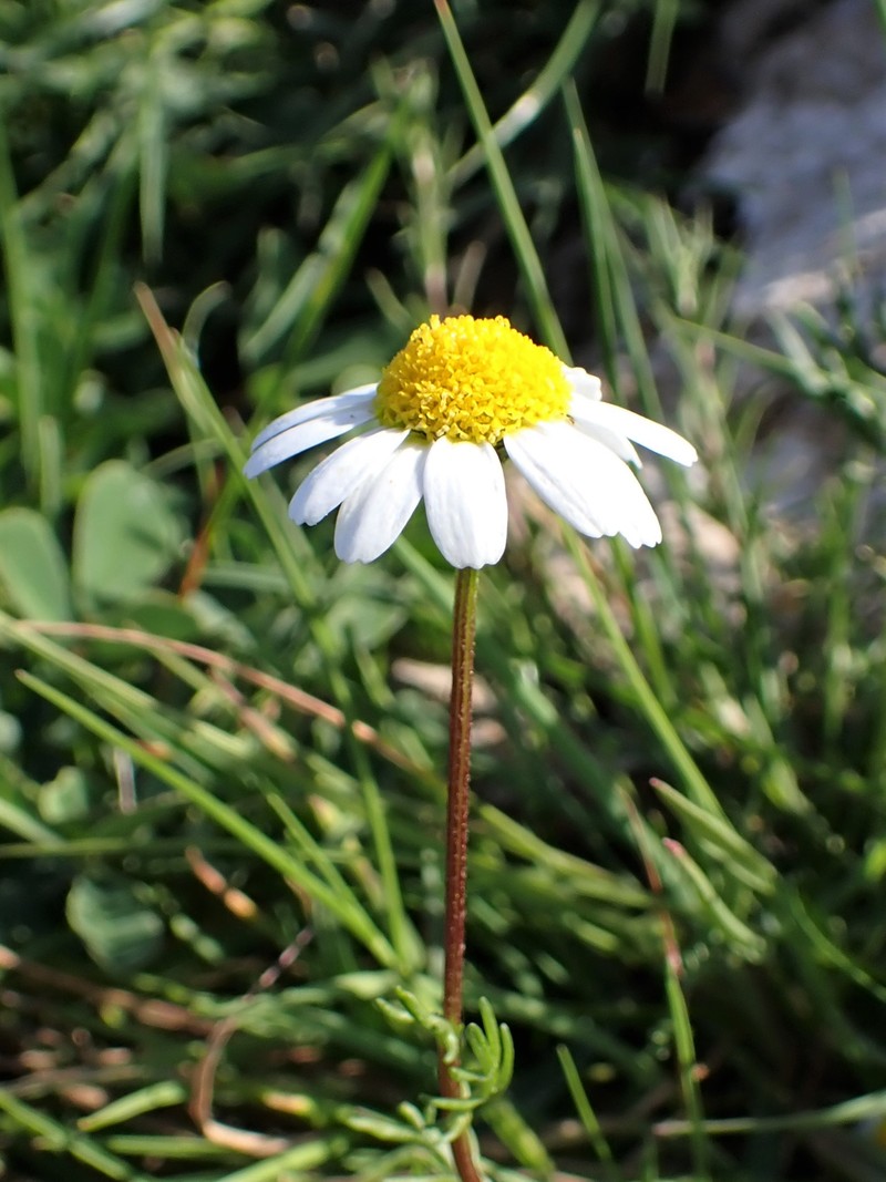 Chamaemelum fuscatum photo 4