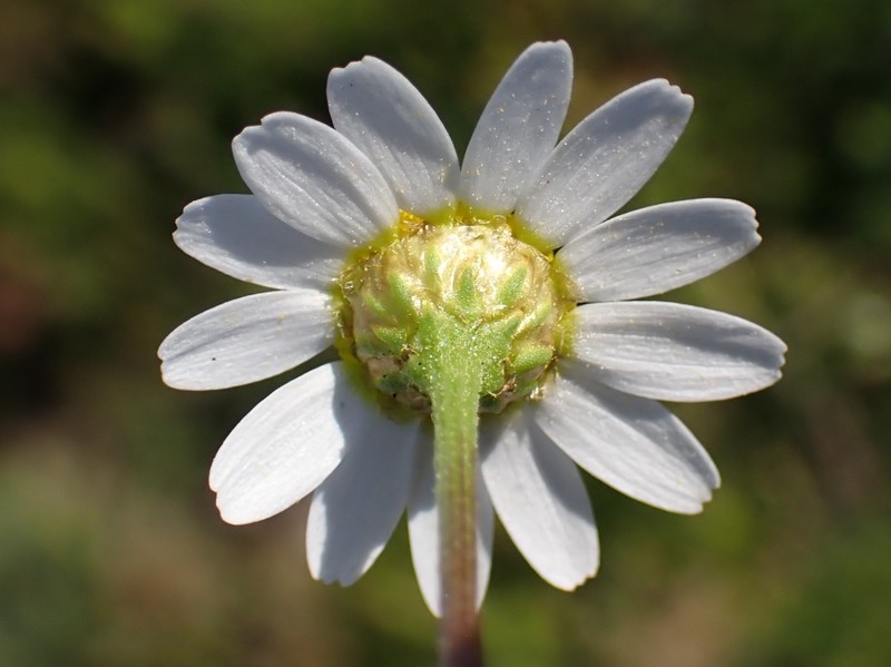 Chamaemelum fuscatum photo 5