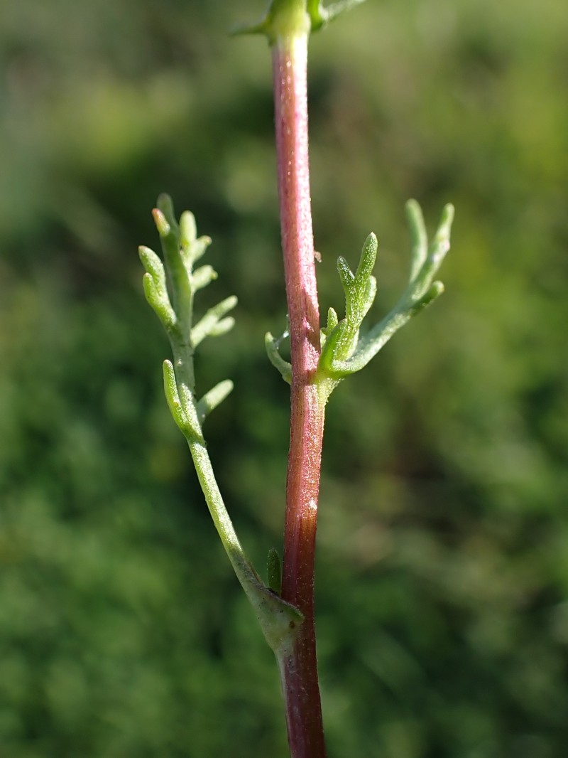Chamaemelum fuscatum photo 6