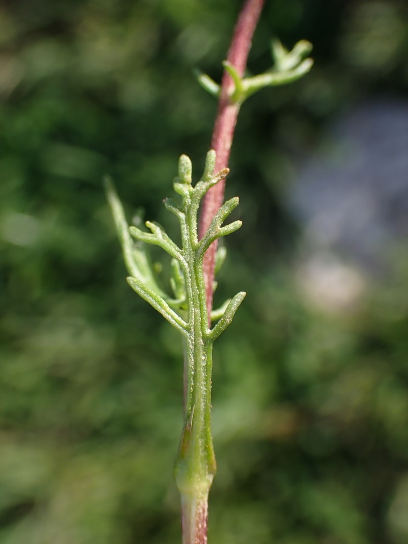 Chamaemelum fuscatum photo 7