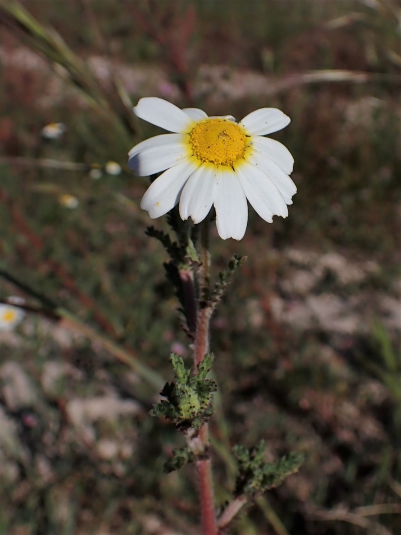 Weedy Dogfennel photo 2