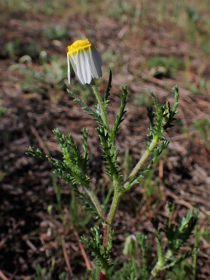 Weedy Dogfennel photo 3