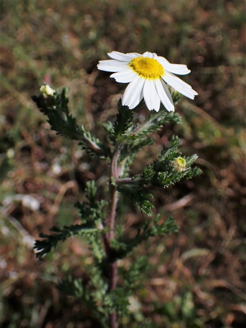 Weedy Dogfennel photo 4