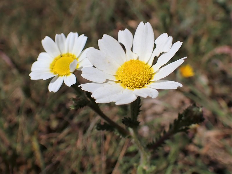 Weedy Dogfennel photo 5