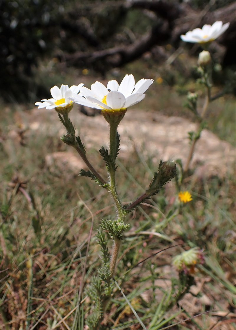 Weedy Dogfennel photo 6