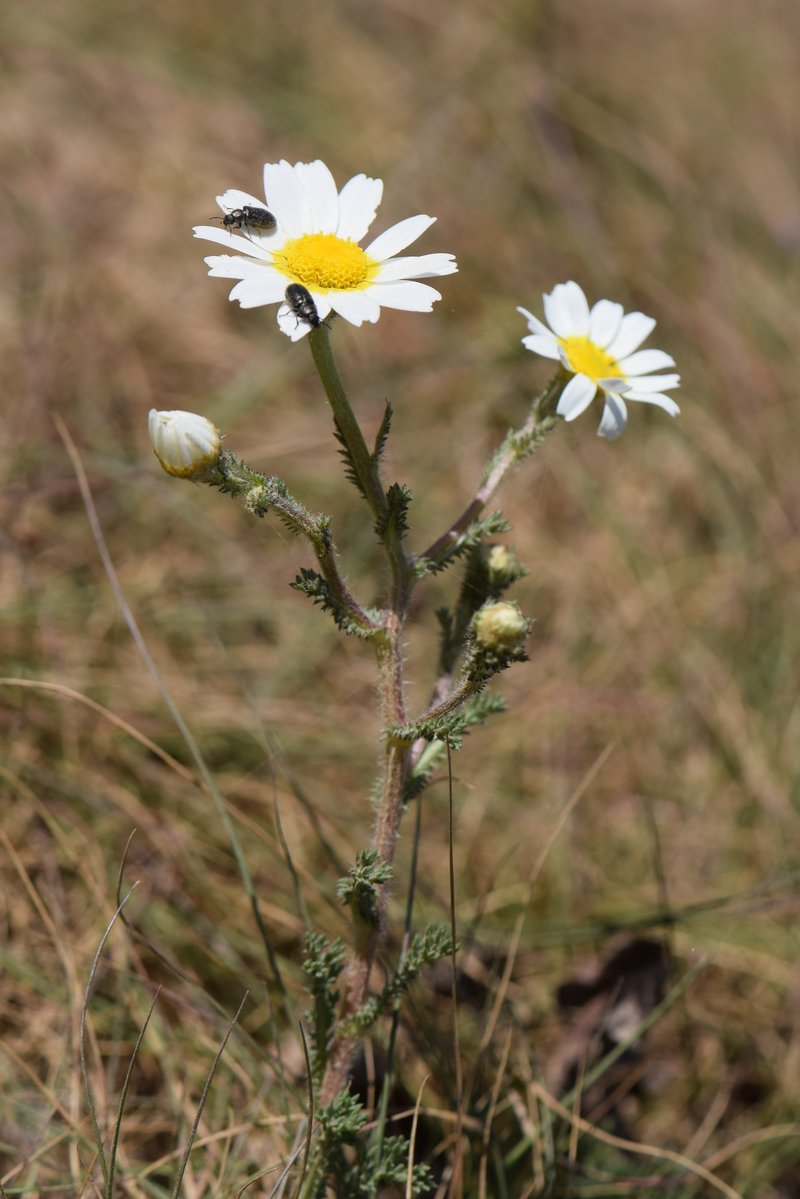 Weedy Dogfennel photo 7