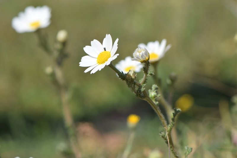 Weedy Dogfennel photo 8