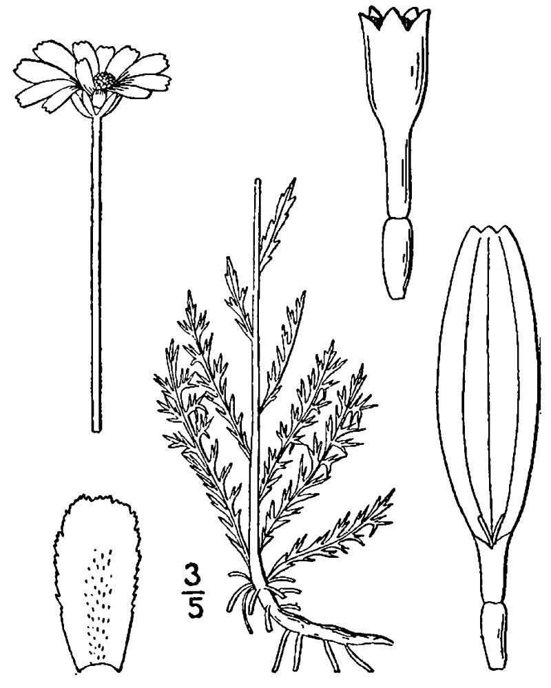 Roman Chamomile photo 2