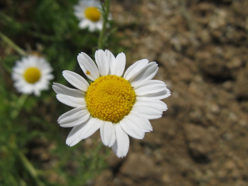 Roman Chamomile photo 3