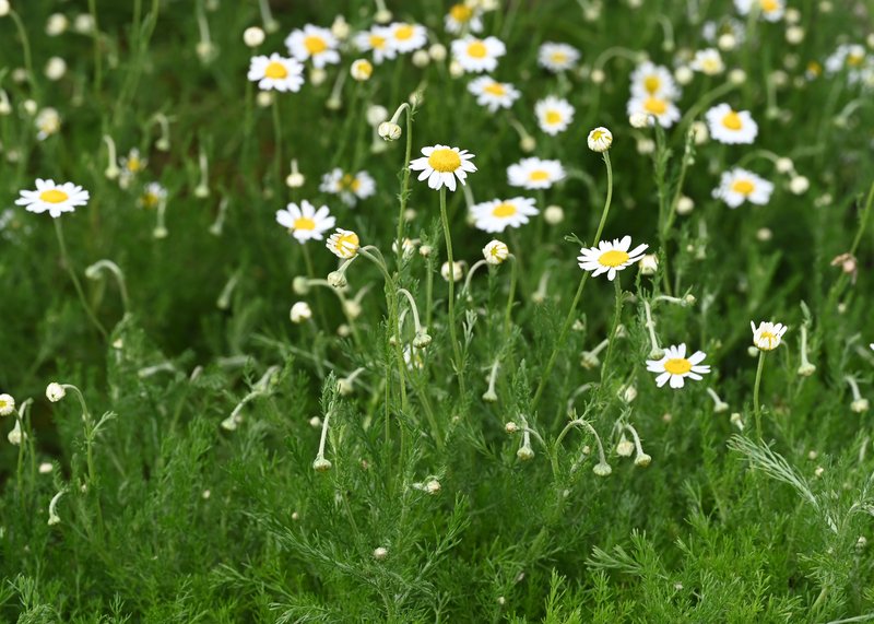 Roman Chamomile photo 4