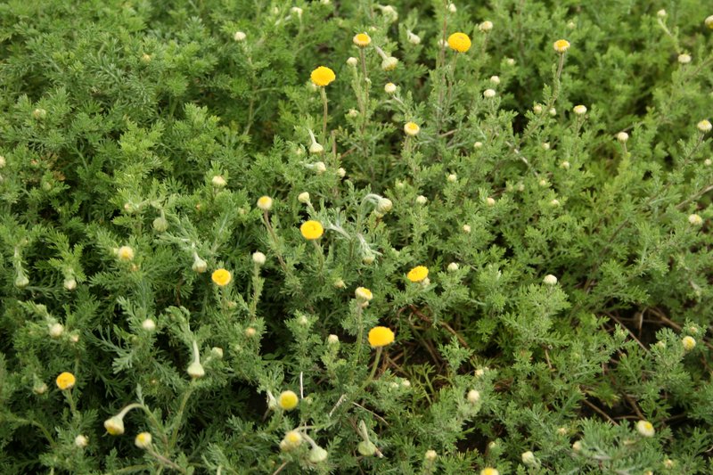 Roman Chamomile photo 5