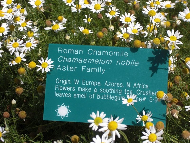 Roman Chamomile photo 6