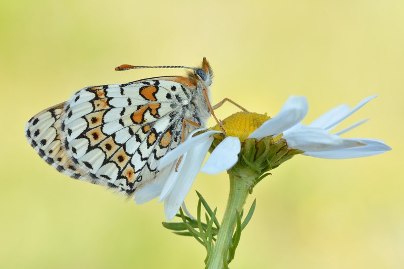 Roman Chamomile photo 7