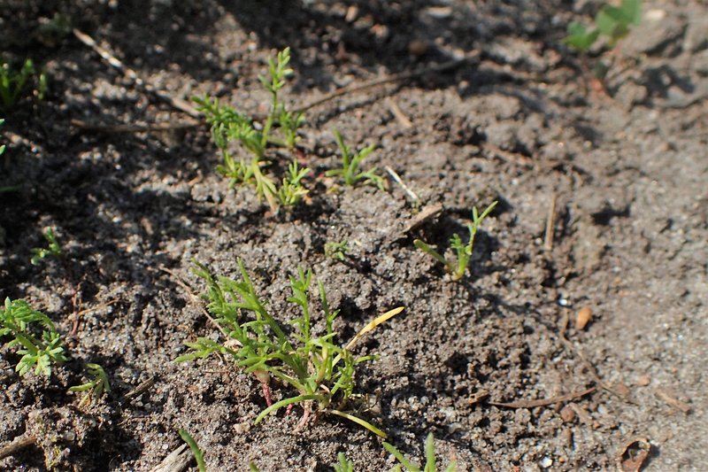 Roman Chamomile photo 8
