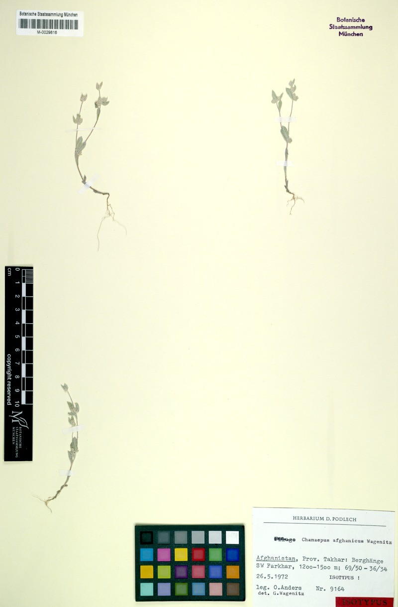 Chamaepus afghanicus