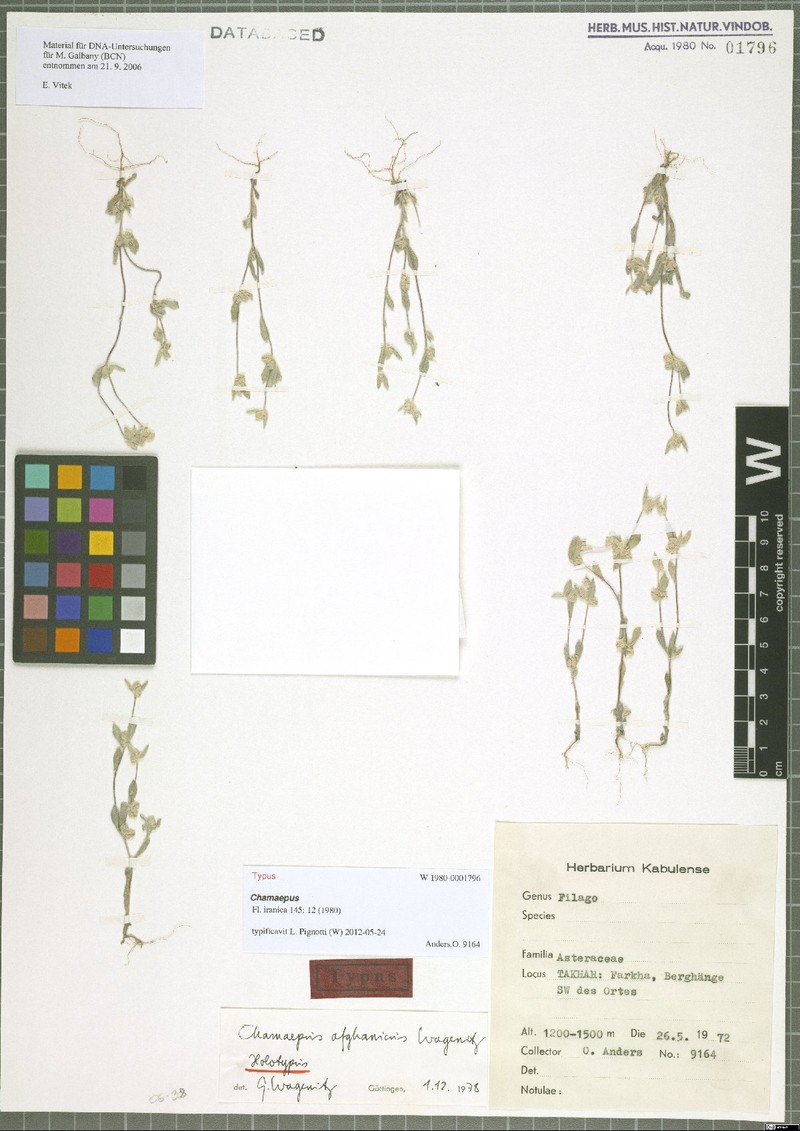 Chamaepus afghanicus photo 2