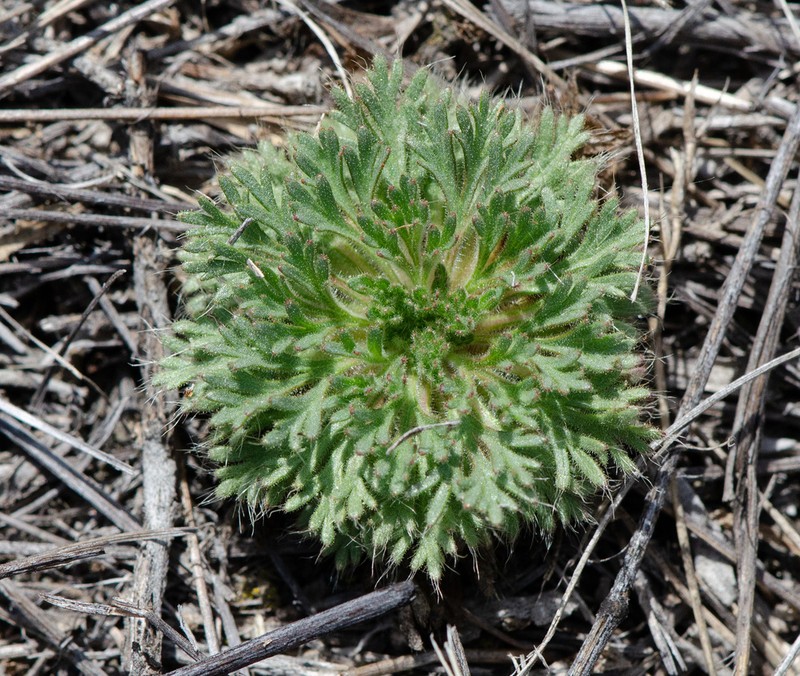 Little Rose photo 5