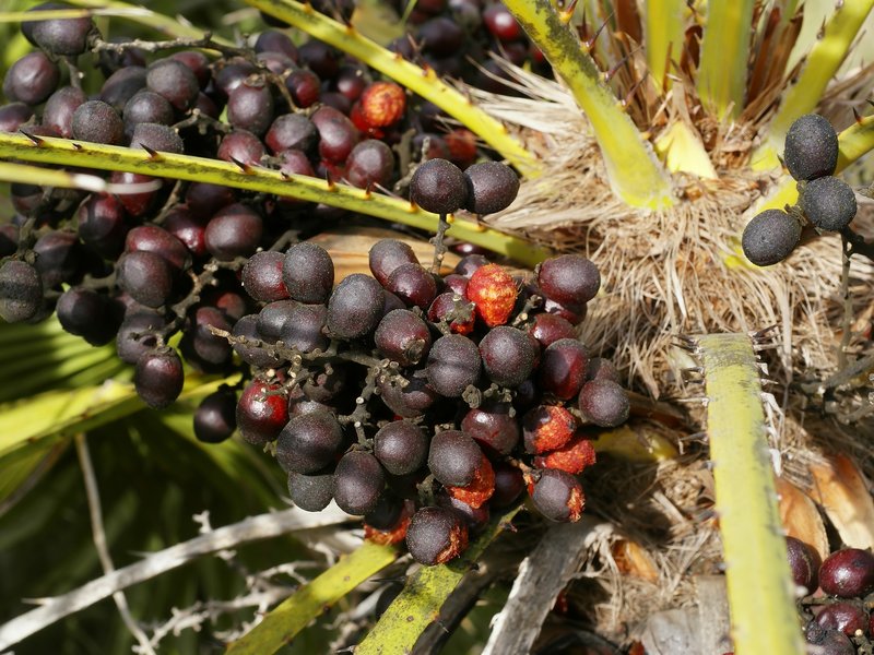 European Fan Palm