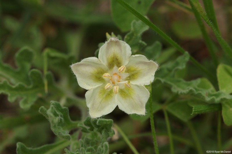 Gray Five Eyes photo 4
