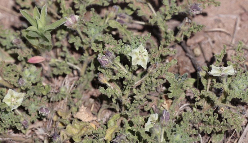 Gray Five Eyes photo 8