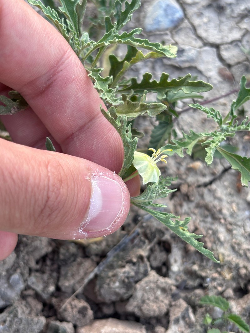 Greenleaf Five Eyes