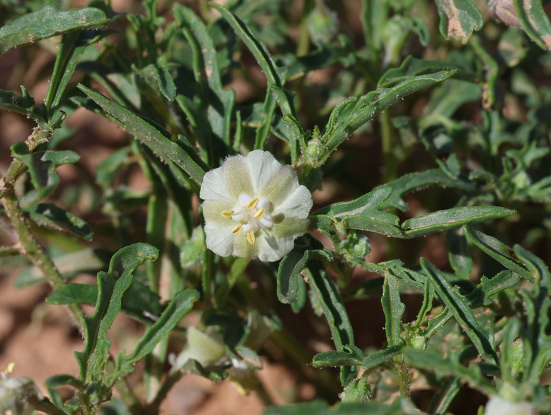 Greenleaf Five Eyes photo 2