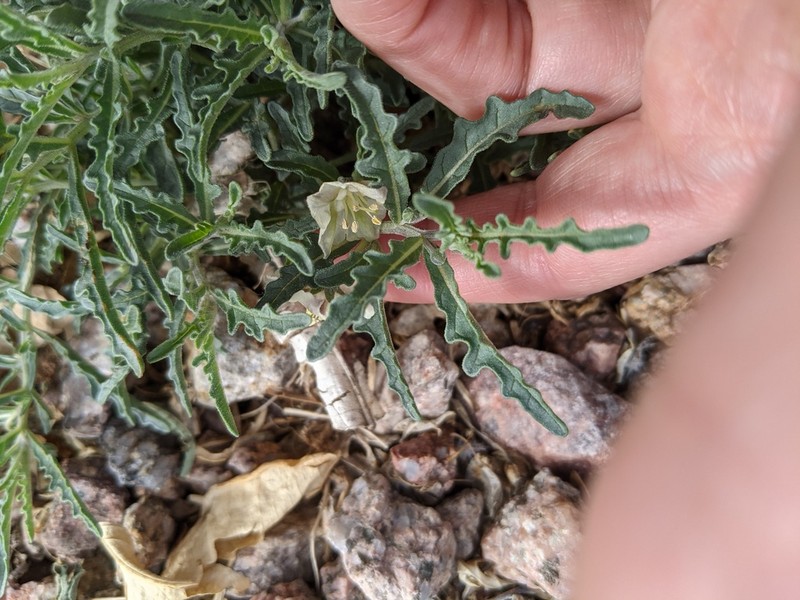 Greenleaf Five Eyes photo 3