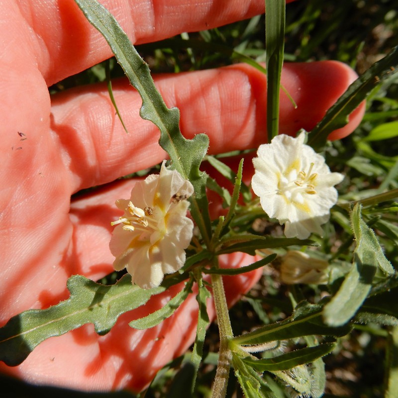 Greenleaf Five Eyes photo 5