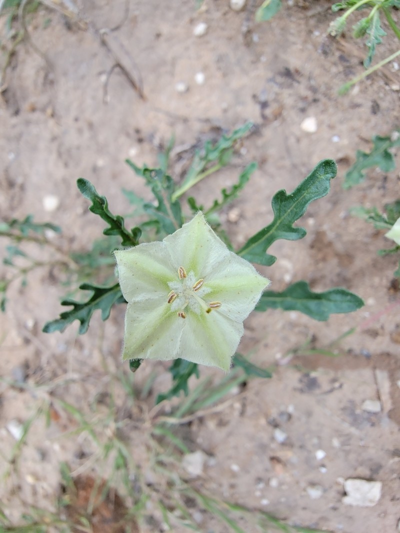 Greenleaf Five Eyes photo 6