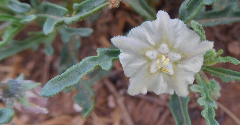 Greenleaf Five Eyes photo 7