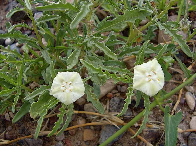 Greenleaf Five Eyes photo 8