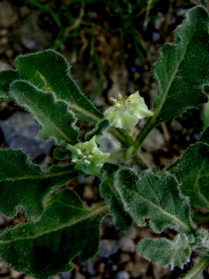 Toothed Five Eyes photo 3